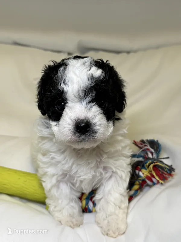 Boulder  – Cavapoo, Poodle - Toy  puppy for sale in Indianapolis, IN