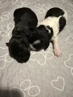 CHARLIE BROWN beautiful black & tan. , a male Cavapoo and Poodle - Toy  for sale in Indianapolis, IN – 9 of 9