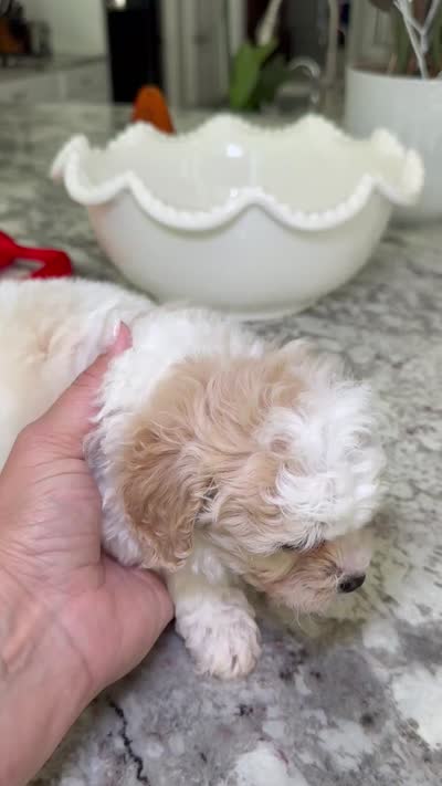 READY TO GO!!!!  Aspen, a male Cavapoo and Poodle - Toy  for sale in Indianapolis, IN – 9 of 9