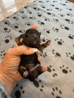CHARLIE BROWN, a male Cavapoo and Poodle - Toy  for sale in Indianapolis, IN – 5 of 5