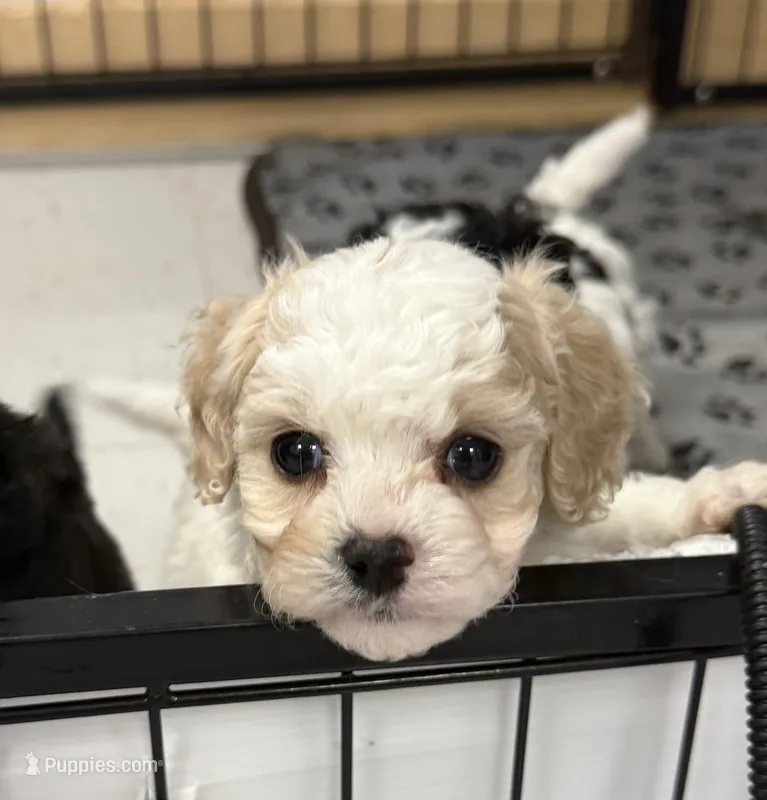 Aspen – Cavapoo, Poodle - Toy  puppy for sale in Indianapolis, IN