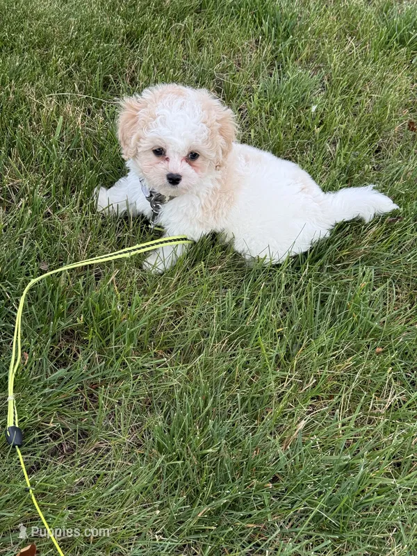 READY TO GO!!!!  Aspen – Cavapoo, Poodle - Toy  puppy for sale in Indianapolis, IN