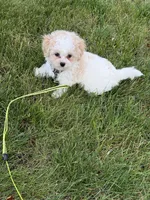 *******Aspen******, a male Cavapoo and Poodle - Toy  for sale in Indianapolis, IN – 2 of 9