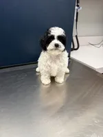 READY TO GO!!!!   Boulder , a male Cavapoo and Poodle - Toy  for sale in Indianapolis, IN – 2 of 9