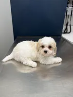 Male 2, a male Cavapoo and Poodle - Toy  for sale in Indianapolis, IN – 2 of 4