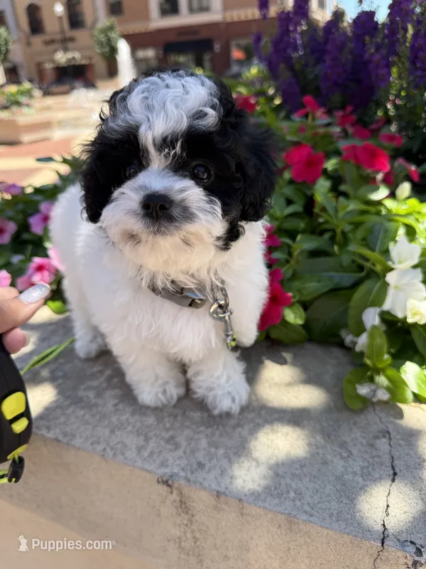 *******  Boulder  ******* – Cavapoo, Poodle - Toy  puppy for sale in Indianapolis, IN