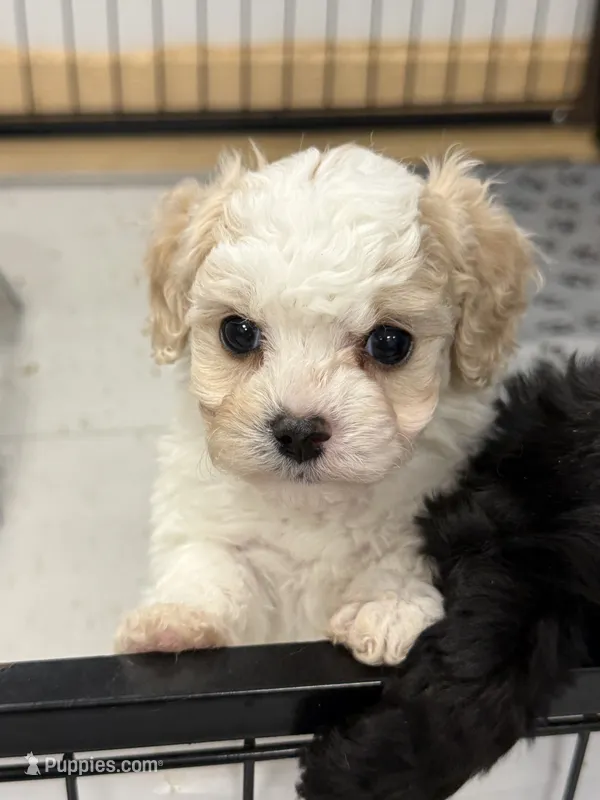 Aspen – Cavapoo, Poodle - Toy  puppy for sale in Indianapolis, IN