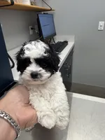 READY TO GO!!!!   Boulder , a male Cavapoo and Poodle - Toy  for sale in Indianapolis, IN – 5 of 9