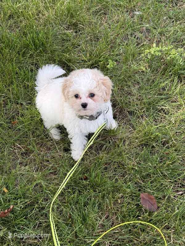Male 2 – Cavapoo, Poodle - Toy  puppy for sale in Indianapolis, IN