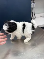 MALE 1 , a male Cavapoo and Poodle - Toy  for sale in Indianapolis, IN – 6 of 6