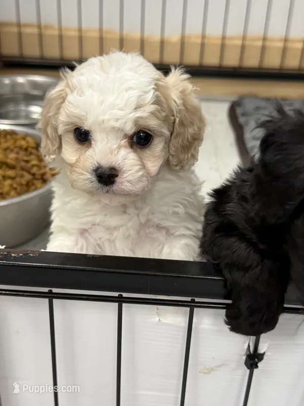 Aspen – Cavapoo, Poodle - Toy  puppy for sale in Indianapolis, IN