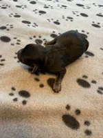 CHARLIE BROWN, a male Cavapoo and Poodle - Toy  for sale in Indianapolis, IN – 4 of 5