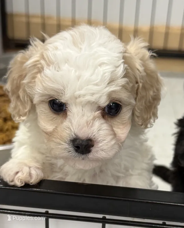Aspen – Cavapoo, Poodle - Toy  puppy for sale in Indianapolis, IN