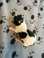 SNOOPY, a male Cavapoo and Poodle - Toy  for sale in Indianapolis, IN – 2 of 5