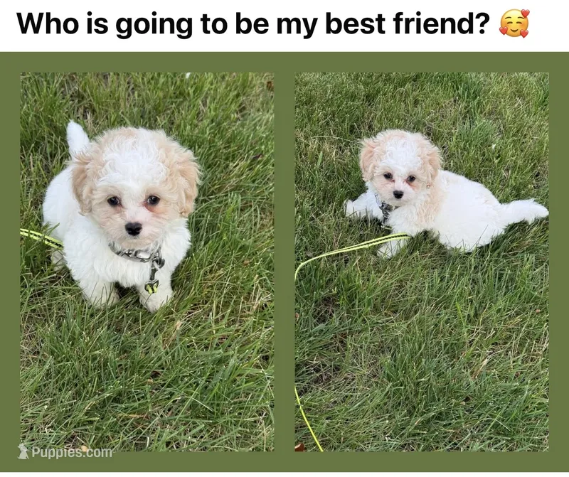 READY TO GO!!!!  Aspen – Cavapoo, Poodle - Toy  puppy for sale in Indianapolis, IN