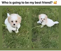 *******Aspen******, a male Cavapoo and Poodle - Toy  for sale in Indianapolis, IN – 1 of 9