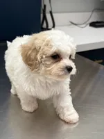 READY TO GO!!!!  Aspen, a male Cavapoo and Poodle - Toy  for sale in Indianapolis, IN – 4 of 9