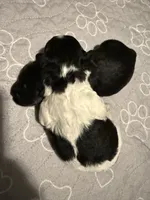 SNOOPY Beautiful tricolor, a male Cavapoo and Poodle - Toy  for sale in Indianapolis, IN – 8 of 8