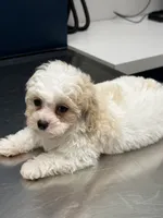 READY TO GO!!!!  Aspen, a male Cavapoo and Poodle - Toy  for sale in Indianapolis, IN – 3 of 9