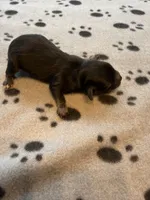 CHARLIE BROWN, a male Cavapoo and Poodle - Toy  for sale in Indianapolis, IN – 2 of 5