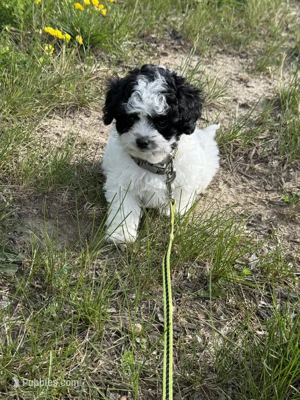 ******MALE 1  – Cavapoo, Poodle - Toy  puppy for sale in Indianapolis, IN