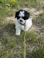 MALE 1 , a male Cavapoo and Poodle - Toy  for sale in Indianapolis, IN – 5 of 6