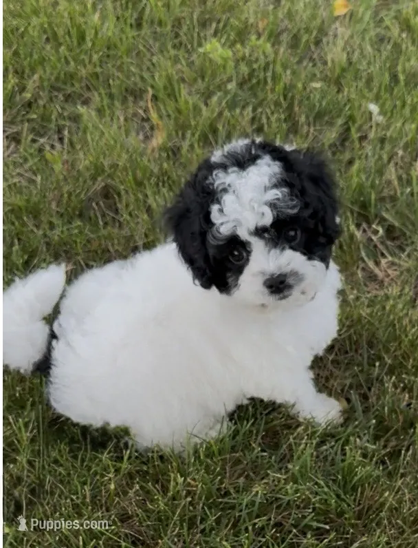 *******  Boulder  ******* – Cavapoo, Poodle - Toy  puppy for sale in Indianapolis, IN
