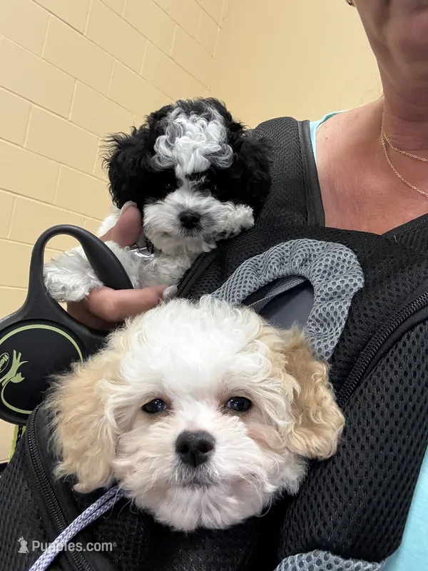 *******Aspen****** – Cavapoo, Poodle - Toy  puppy for sale in Indianapolis, IN