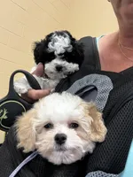 SOLD ******Aspen******, a male Cavapoo and Poodle - Toy  for sale in Indianapolis, IN – 3 of 10