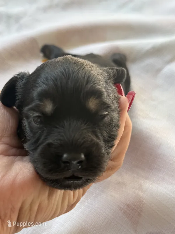 CHARLIE BROWN beautiful black & tan.  – Cavapoo, Poodle - Toy  puppy for sale in Indianapolis, IN