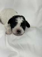 Boulder , a male Cavapoo and Poodle - Toy  for sale in Indianapolis, IN – Photo 4 of 7