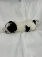 Boulder , a male Cavapoo and Poodle - Toy  for sale in Indianapolis, IN – Photo 2 of 7