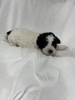 Boulder , a male Cavapoo and Poodle - Toy  for sale in Indianapolis, IN – Photo 5 of 7