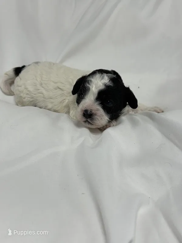 Boulder  – Cavapoo, Poodle - Toy  puppy for sale in Indianapolis, IN