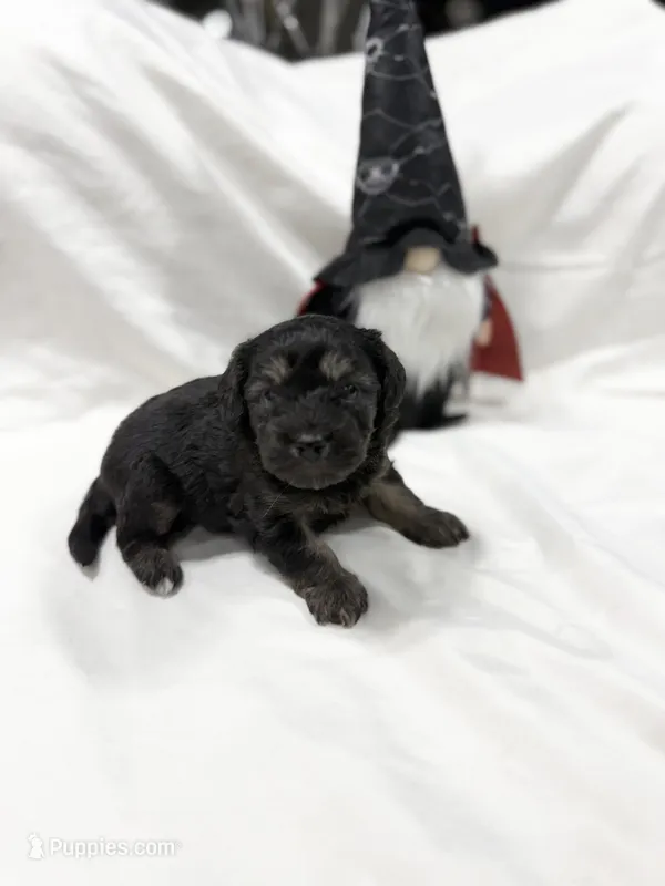 CHARLIE BROWN READY FOR THANKSGIVING❣️🦃 – Cavapoo, Poodle - Toy  puppy for sale in Indianapolis, IN