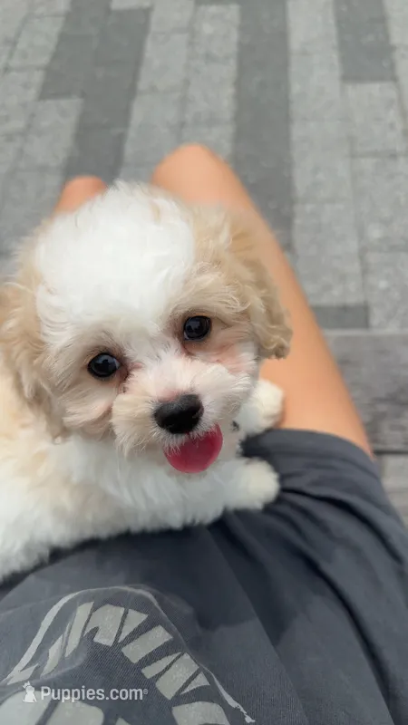 *******Male 2 – Cavapoo, Poodle - Toy  puppy for sale in Indianapolis, IN