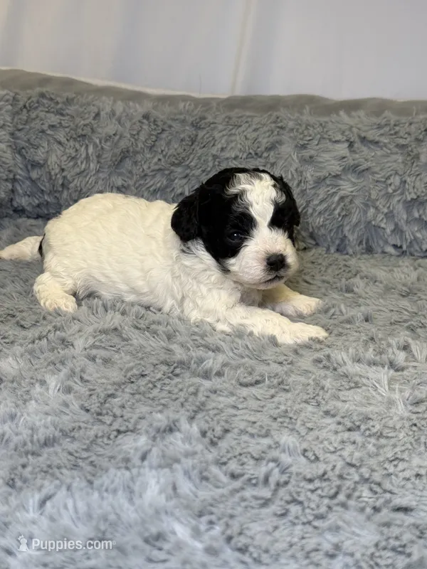 Boulder  – Cavapoo, Poodle - Toy  puppy for sale in Indianapolis, IN