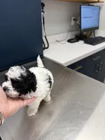 MALE 1 , a male Cavapoo and Poodle - Toy  for sale in Indianapolis, IN – 3 of 6
