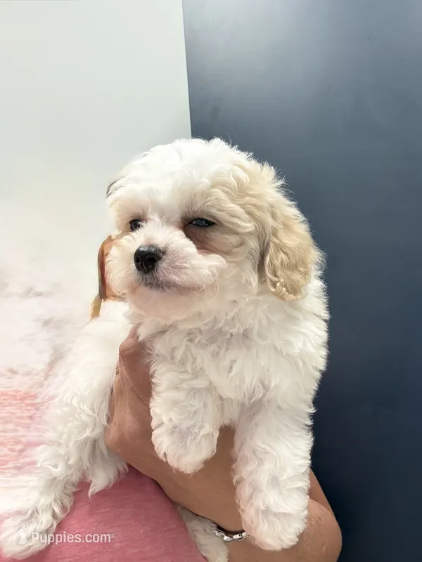 Male 2 – Cavapoo, Poodle - Toy  puppy for sale in Indianapolis, IN