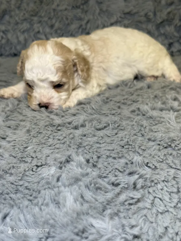 Aspen – Cavapoo, Poodle - Toy  puppy for sale in Indianapolis, IN