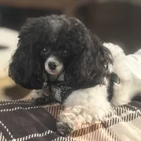 PENDING.   STUD FULL AKC, a male Poodle - Toy  for sale in Indianapolis, IN – Photo 1 of 5