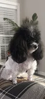 AKC WALKER - STUD, a male Poodle - Toy  for sale in Indianapolis, IN – Photo 3 of 4