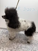 *****STUD FULL AKC*****, a male Poodle - Toy  for sale in Indianapolis, IN – Photo 2 of 5