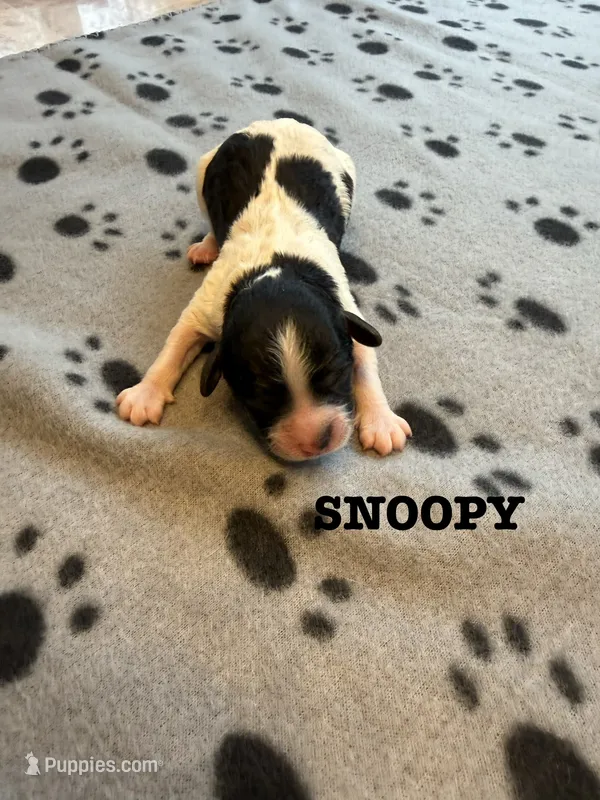 SNOOPY – Cavapoo, Poodle - Toy  puppy for sale in Indianapolis, IN