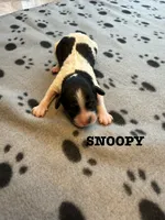 SNOOPY, a male Cavapoo and Poodle - Toy  for sale in Indianapolis, IN – 1 of 5