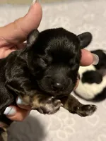 CHARLIE BROWN beautiful black & tan. , a male Cavapoo and Poodle - Toy  for sale in Indianapolis, IN – 2 of 9