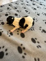 SNOOPY, a male Cavapoo and Poodle - Toy  for sale in Indianapolis, IN – 4 of 5