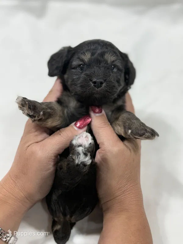 CHARLIE BROWN READY FOR THANKSGIVING❣️🦃 – Cavapoo, Poodle - Toy  puppy for sale in Indianapolis, IN