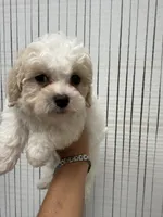 Male 2, a male Cavapoo and Poodle - Toy  for sale in Indianapolis, IN – 4 of 4