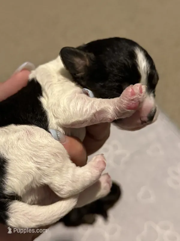 SNOOPY Beautiful tricolor – Cavapoo, Poodle - Toy  puppy for sale in Indianapolis, IN